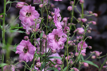 Obraz na płótnie Canvas Purple Delphinium 'rosemary brock' in flower