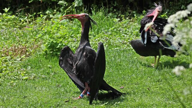 The northern bald ibis, hermit ibis, or waldrapp lat.Geronticus eremita is a migratory bird found in barren, semi-desert or rocky habitats, often close to running water.