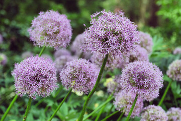 Purple allium 'globe master' in flower