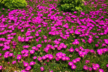 Flowering carpobrotus edible in the meadow.