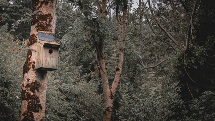 bird house in the forest
