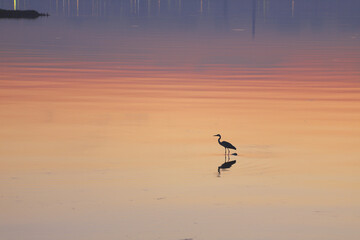 The heron hunts at sunrise.