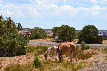 Some Photos From A Trip To Chelly Canyon