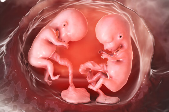 Twin embryos inside female uterus, 3D illustration