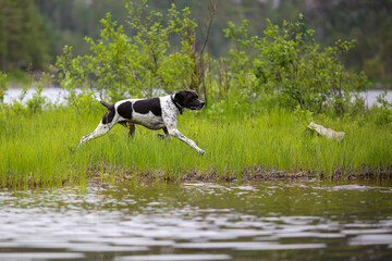 Dog english pointer