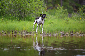 Dog english pointer