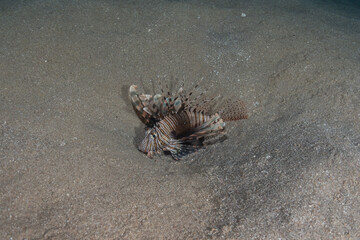 Lionfish in the Red Sea colorful fish, Eilat Israel
