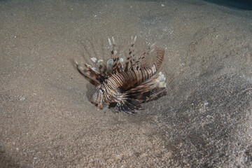 Lionfish in the Red Sea colorful fish, Eilat Israel
