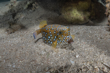 Fish swim in the Red Sea, colorful fish, Eilat Israel
