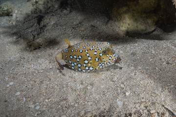 Fish swim in the Red Sea, colorful fish, Eilat Israel
