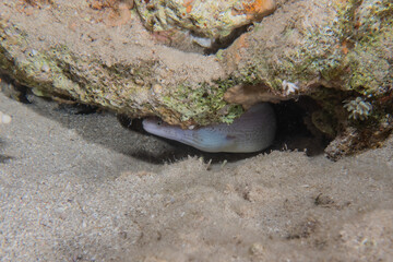 Sea slug in the Red Sea Colorful and beautiful, Eilat Israel
