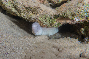 Sea slug in the Red Sea Colorful and beautiful, Eilat Israel
