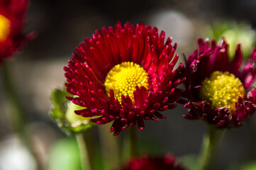 Red flowers with green background and yellow center, fresh from the home garden