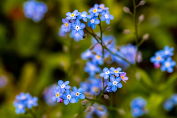 Myosotis flowers in the garden, macro	