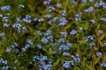 Myosotis flowers in the garden	