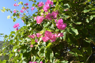 pink rose bush