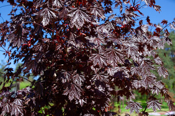 Close up on a leaves of Emerald Queen Maple - Acer platanoides var Royal Red. Burgundy foliage.