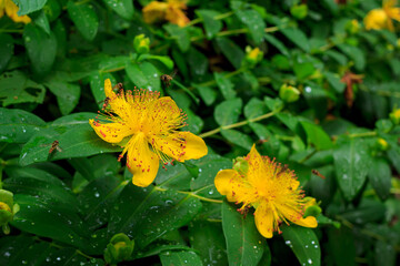 Hypericum perforatum, known as perforate St John's-wort with some bees.  Hypericaceae family and genus Hypericum species. folk medicine. Hyperforin. Blossom. - obrazy, fototapety, plakaty