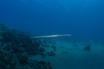Fish swim in the Red Sea, colorful fish, Eilat Israel
