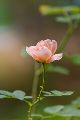 Roses are blooming in the early morning