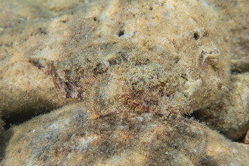 Coral reef and water plants in the Red Sea, Eilat Israel
