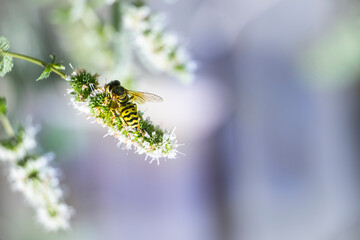 Macro, photo, still, image of Bee on flower. Licks the nectar from the flower. Bee licking nectar closeup. High quality photo