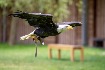 Seeadler im Flug