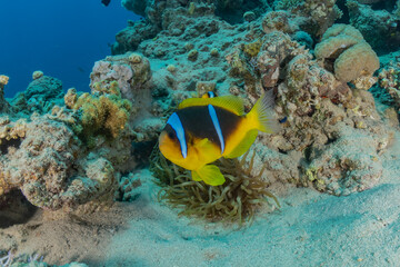 Fish swim in the Red Sea, colorful fish, Eilat Israel
