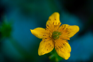 Caltha palustris flower in forest