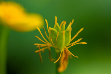 Caltha palustris flower growing in forest, macro	