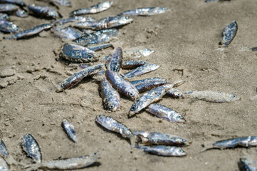 Environmental disaster. Dead fish on the sea coast	