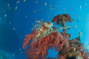 Fototapeta na wymiar Lionfish in the Red Sea colorful fish, Eilat Israel 