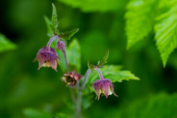 Geum rivale flower growing in forest, macro	