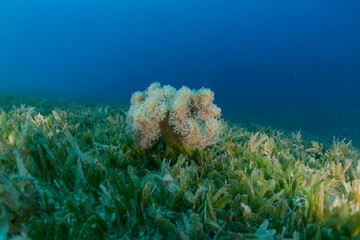 Coral reef and water plants in the Red Sea, Eilat Israel
