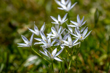 Ornithogalum flower growing in the garden, close up	