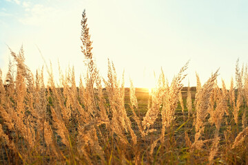 natural background with dry fluffy grass. wild pampas grass on Golden autumn field. Beautiful...