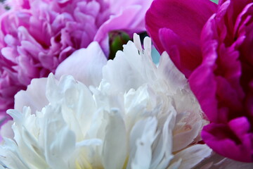 Flower wallpaper. White peony bud petals macro on blurred background red and pink peony. Selective focus