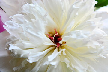 Flower wallpaper. White peony bud petals macro. 