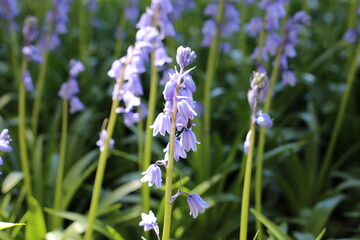 Obraz premium Iris violet dans un champ d'Iris
