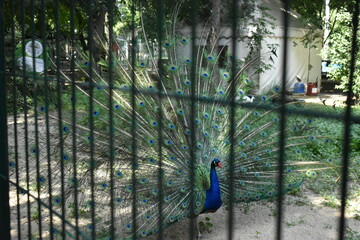 peacock in the cage