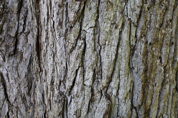 Gros plan d'une écorce de vieil arbre