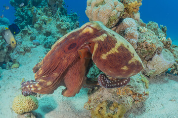 Octopus king of camouflage in the Red Sea, Eilat Israel 
