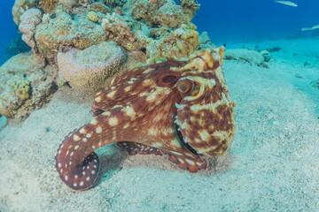 Octopus king of camouflage in the Red Sea, Eilat Israel 
