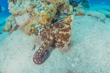 Octopus king of camouflage in the Red Sea, Eilat Israel 
