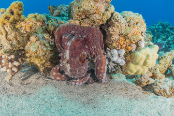 Octopus king of camouflage in the Red Sea, Eilat Israel 
