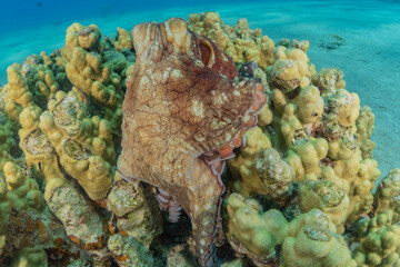 Octopus king of camouflage in the Red Sea, Eilat Israel 
