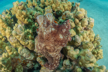 Octopus king of camouflage in the Red Sea, Eilat Israel 
