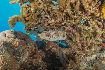 Fish swim in the Red Sea, colorful fish, Eilat Israel
