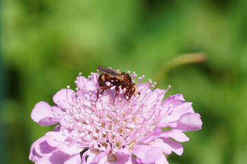 Close up thick-headed fly Sicus ferrugineus. Family Thick-headed flies, Conopid flies (Conopidae). On a flower of field Scabious (Knautia arvensis). Teasel family (Dipsacaceae). Dutch garden, June.