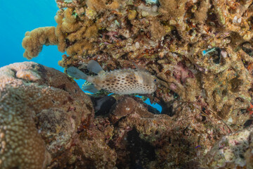 Fish swim in the Red Sea, colorful fish, Eilat Israel
